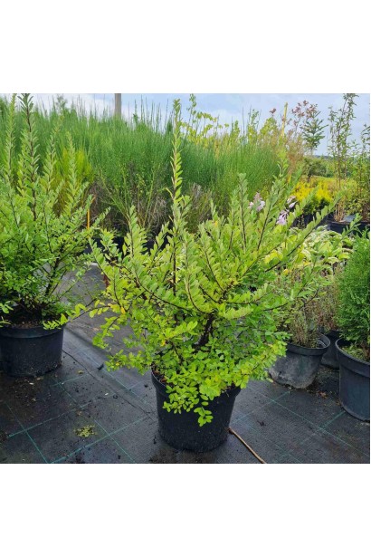 Спірея ніппонська Сноумаунд - 5л/вис.35-55см/Ø30-40см